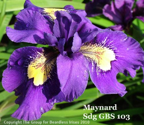 Maynard Sdg GBS 103 (2)